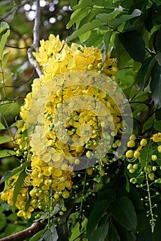 Yellow blooms of Cassia fistula, golden shower tree