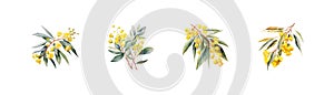 Yellow Blooms Eucalyptus melliodora flower watercolor style. Vector illustration design photo