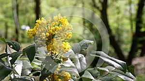 Yellow Blossom on a bush / shrub swinging in the wind. The Mahonia aquifolium, the Oregon grape, on a sunny spring day in a Berlin