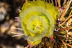 Yellow Blossom Club Cholla Cactus Sonora Desert Museum Tucson Arizona