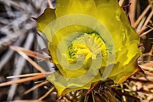 Yellow Blossom Club Cholla Cactus Sonora Desert Museum Tucson Arizona