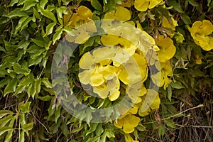 Dolichandra unguis-cati yellow flowers photo