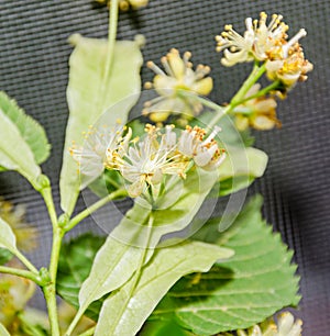 Yellow blossom flowers of tilia, lime tree, close up