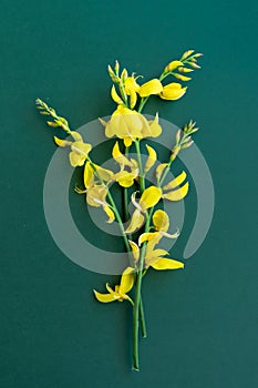 Yellow blossom gorse on the green-blue background