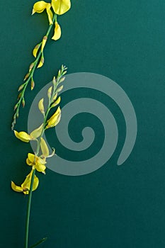 Yellow blossom gorse on the green-blue background