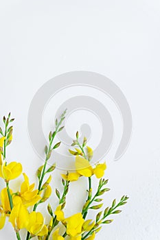 Yellow blossom gorse on the white background. Flat lay floral themes