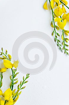 Yellow blossom gorse on the white background. Flat lay floral themes