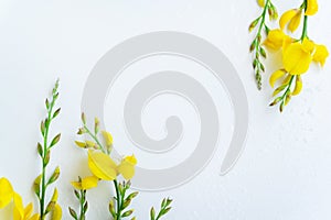 Yellow blossom gorse on the white background. Flat lay floral themes