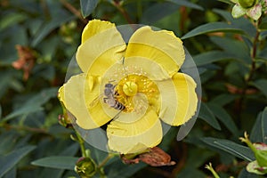 Bee on a yellow flower of Hypericum patulum