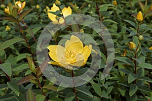 Branch with yellow flower of Hypericum patulum