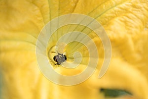 Yellow blossom insect bee pollinator