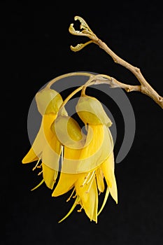 Yellow Blossom of Kowhai Tree