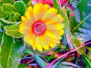 Yellow blossom  nature calme beautiful