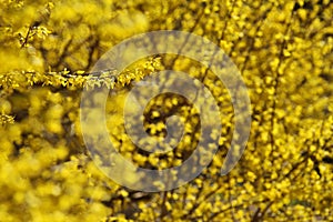 Yellow blossom in spring