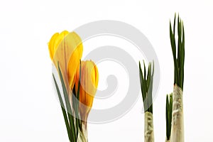 Yellow blossom of spring flowers crocuses and leaf of crocuses on white background