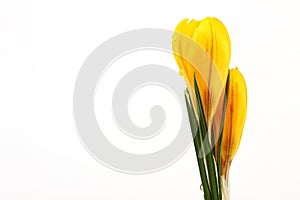 Yellow blossom of spring flowers crocuses on white background with place for text