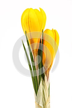 Yellow blossom of spring flowers crocuses on white background