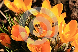 Yellow, blossom spring plant crocus with bee honey. The beginning of spring.