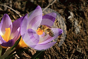 Yellow, blossom spring plant crocus with bee honey. The beginning of spring.