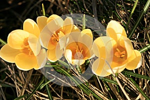 Yellow, blossom spring plant crocus. The beginning of spring.