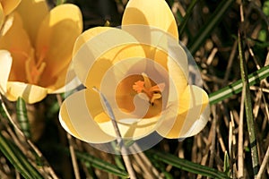 Yellow, blossom spring plant crocus. The beginning of spring.