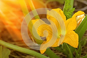 Yellow blossom of a zucchini or squash plant, Cucurbita pepo