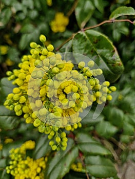 Yellow blossomed bush in spring