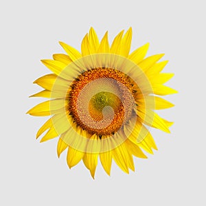 Yellow blossomed sunflower, isolated on white background, top view