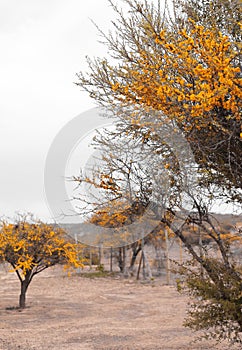 Yellow Blossomed tree in Chilean central region photo
