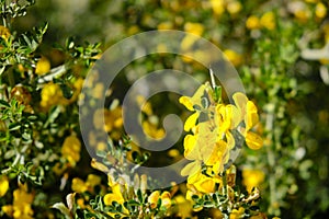 Yellow blossoming flowers of Coronilla Coronata L