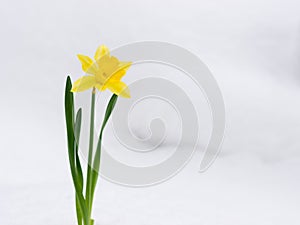 Yellow blossoming narcissus in snow