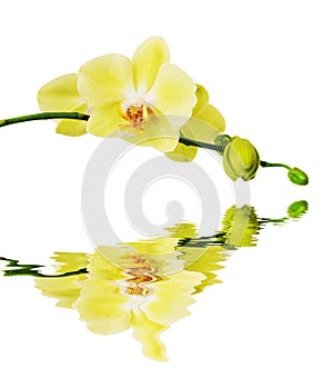 Yellow Blossoming Orchid reflected in a water surface