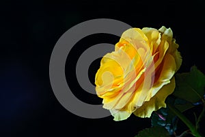 Yellow blossoming rose on a black background