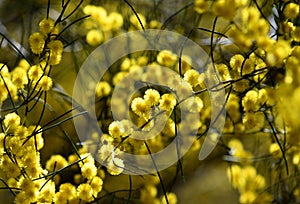 Yellow flowers of the Australian native Needle Wattle, Acacia havilandiorum, family Fabaceae, Mimosoideae photo