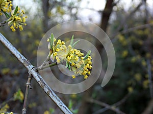Yellow blossoms of Cornus mas. Flowers of Cornelian cherry bush in the early spring. Dogwood, cornel, flowering.
