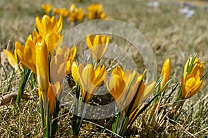 Yellow blossoms of crocuses Colchicum autumnale on a meadow