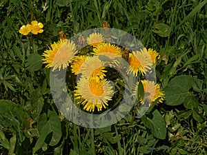 Yellow blossoms of a dandelion flower in the meadow