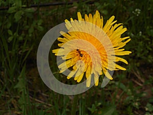 Yellow blossoms of a dandelion flower in the meadow with a ant