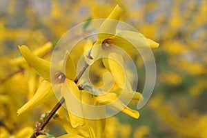 Yellow blossoms of forsythia