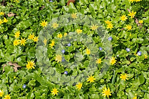 Yellow blossoms of lesser celandine and small blue flowers, Ficaria verna and Nemophila insignis