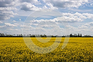 Rape field, Sekule, Slovakia