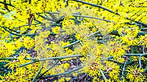 Yellow blossoms of a witch hazel