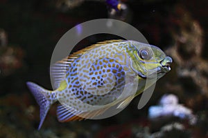 Yellow Blotch Rabbitfish