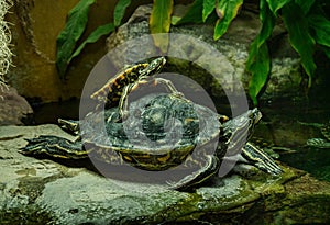 Yellow-blotched Map Turtle