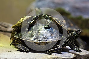 Yellow-blotched map turtle (Graptemys flavimaculata)