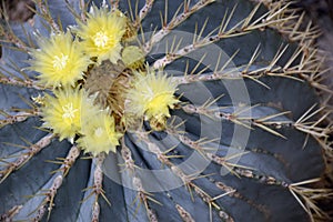 Yellow Blue Barrel Cactus Flowers