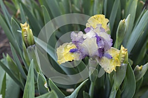 Yellow-blue border iris.