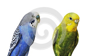 Yellow and blue Budgerigar  isolated on white background.Melopsittacus undulatus.Budgerigar close up on the bird cage.