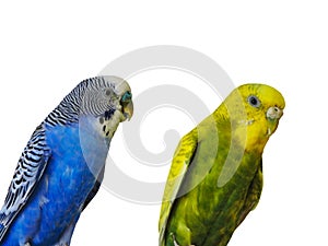 Yellow and blue Budgerigar  isolated on white background.Melopsittacus undulatus.Budgerigar close up on the bird cage.