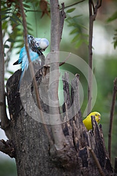 Yellow and Blue Budgerigars